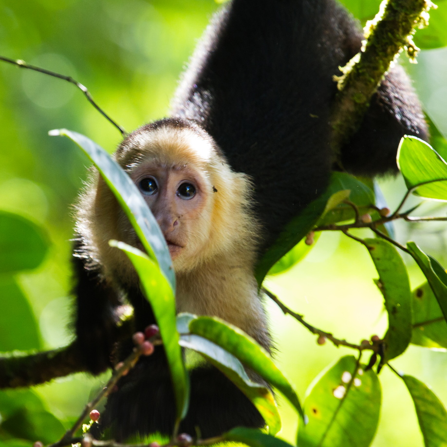 A small white-faced capuchin tears through the trees in Tortuguero